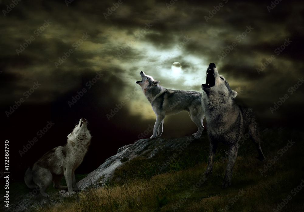 Naklejka premium gospodarzami nocy są wilki