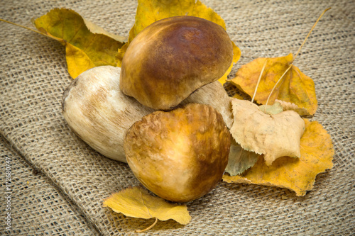 White mushroom with yellow dry leaves on a background