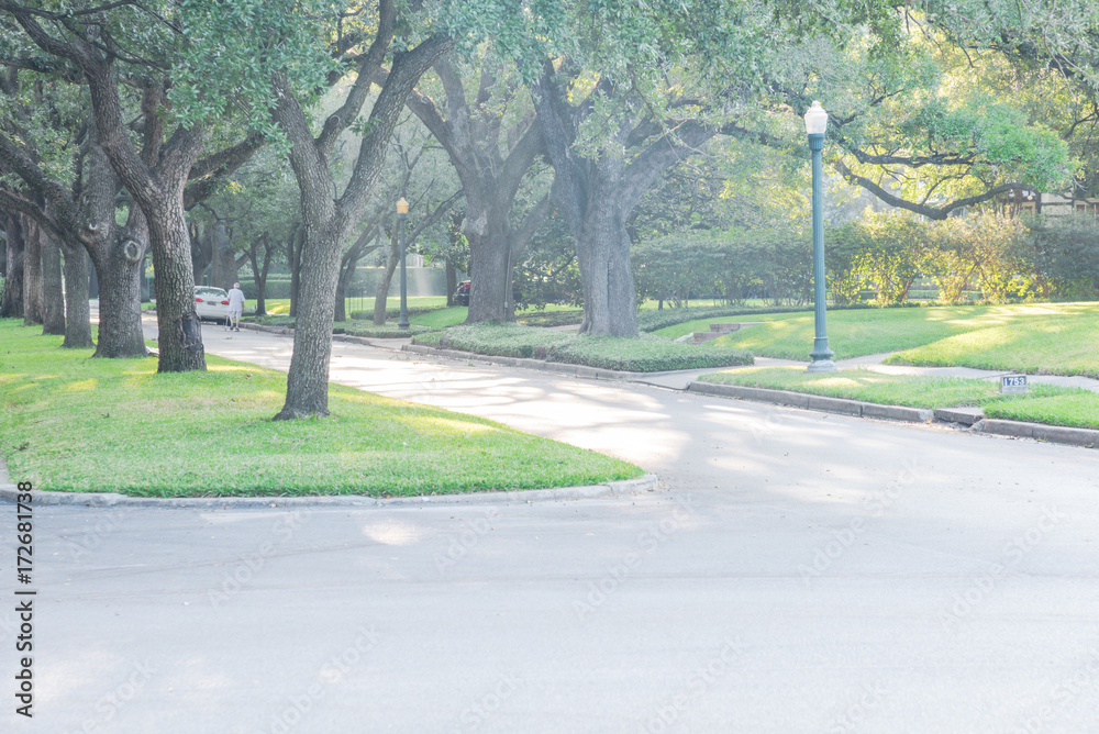 Foto Side view of residential street covered by live oak arched tree branches at upscale neighborhood in Houston, Texas