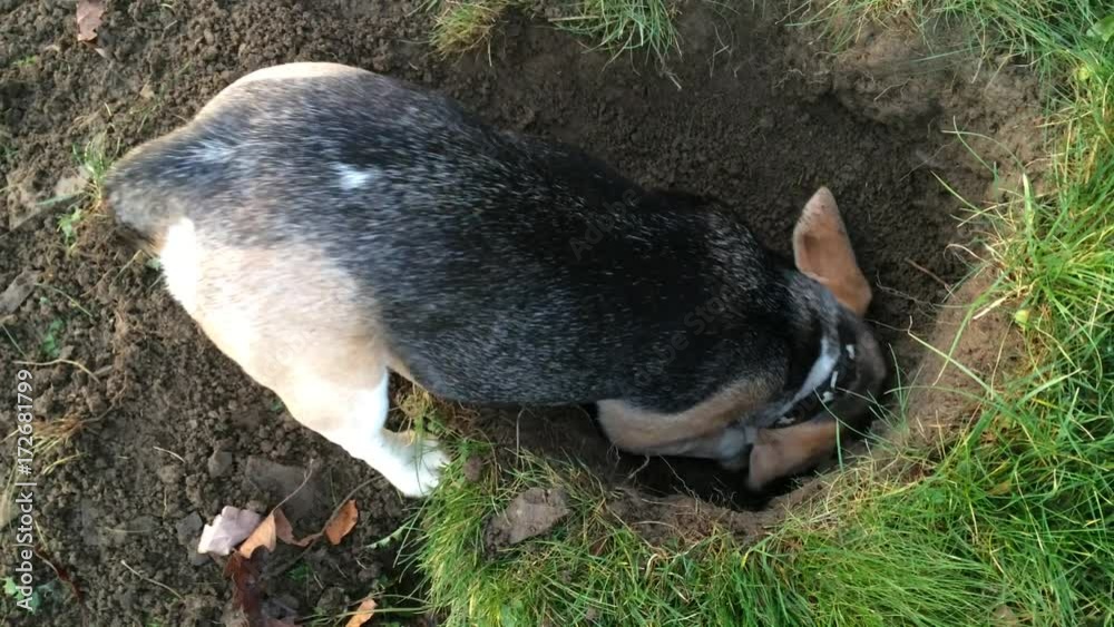 beagle hund graebt im garten ein loch