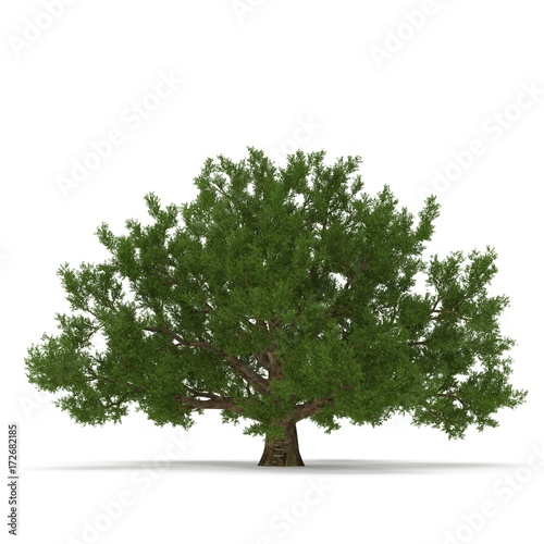 Old Green summer oak tree isolated on white. 3D illustration