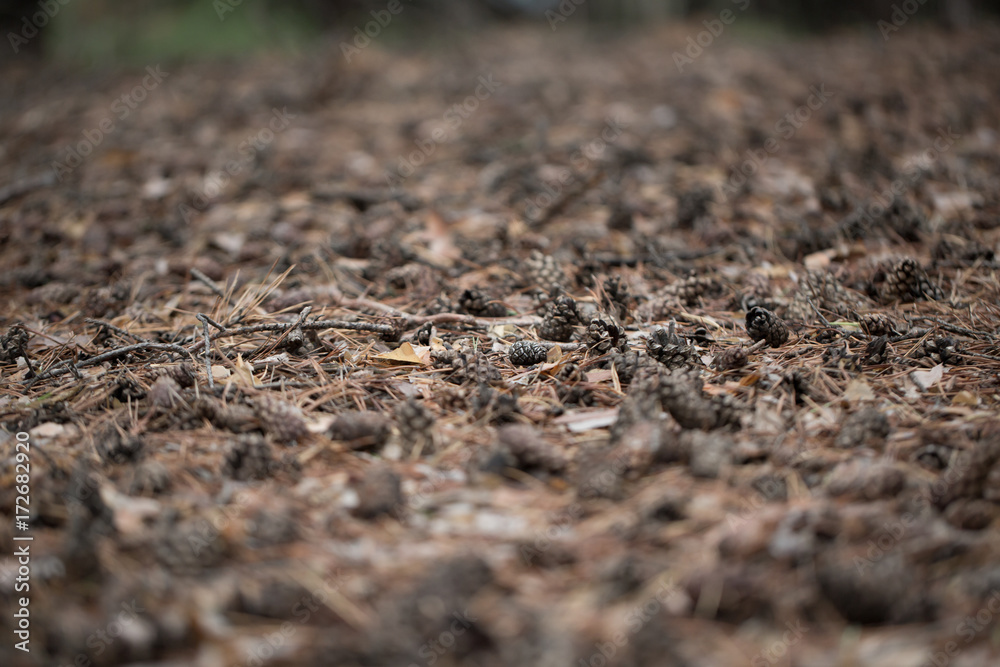 Pine cones of trees on earth Pine cones of trees on earth
