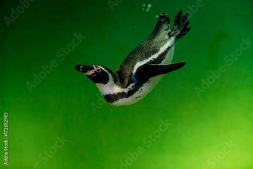 Penguin in green water