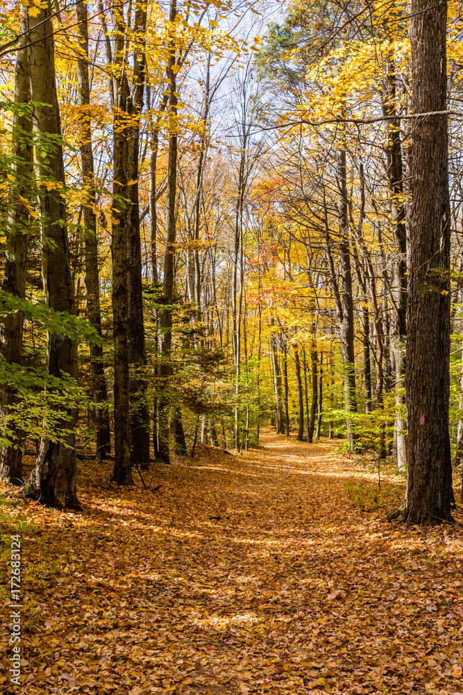Trail through woods in Autumn