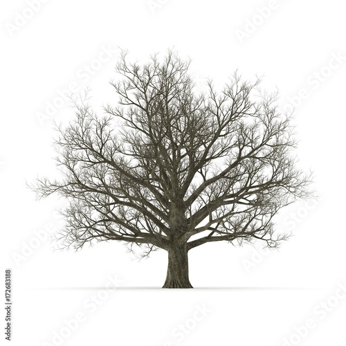 Old Red Oak Tree Winter on white. 3D illustration