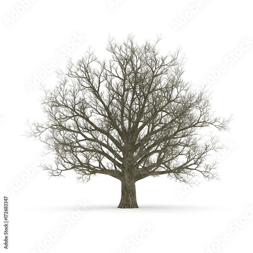 Old Red Oak Tree Winter on white. 3D illustration