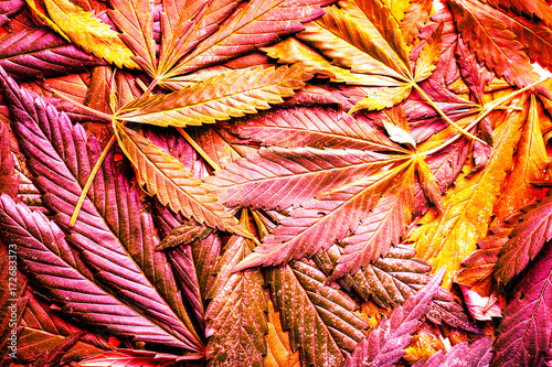 Nature background. Vintage toned. Rich luxury happy life with cannabis