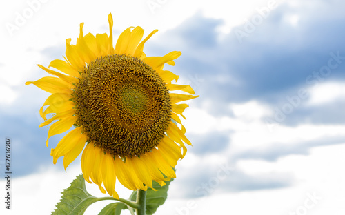 Fototapeta Naklejka Na Ścianę i Meble -  Sunflower in the garden has the sky as the background,Bee eating sunflower pollen.Sunflower oil improves skin health and promotes cell regeneration.