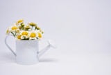 White chamomile in watering can with white background.