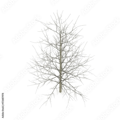 Young poplar tree without leaves. Isolated over white. 3D illustration