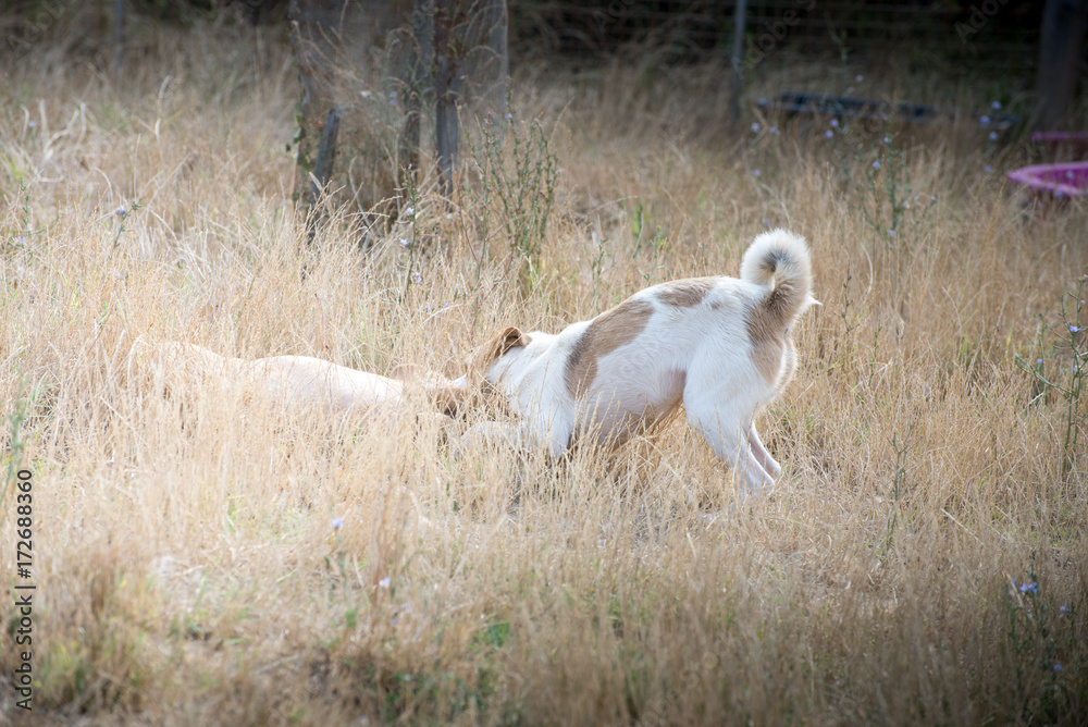 Dogs life, play, run and chase Dogs life, play, run and chase