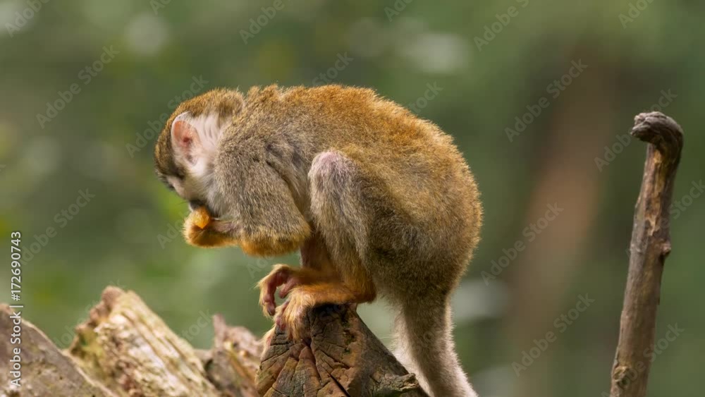 Common squirrel monkey (Saimiri sciureus) Common squirrel monkey (Saimiri sciureus)