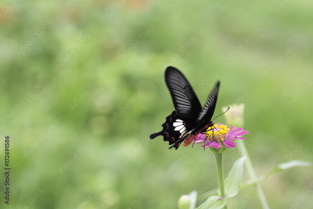 Naklejka premium Common Rose butterflies sucking nectar from zinnia flowers .
