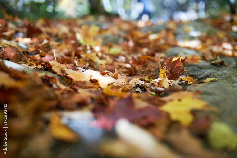 Dry autumn leaves on ground 