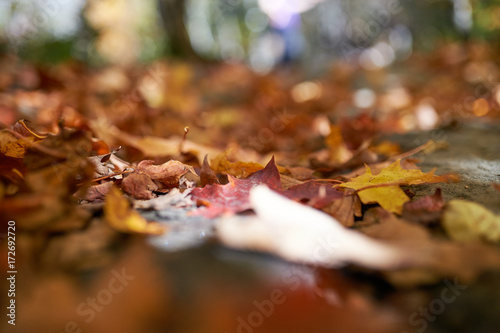 Dry autumn leaves on ground 