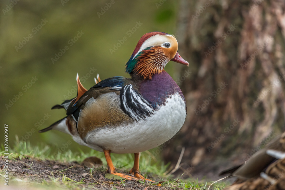 mandarinente mandarinente