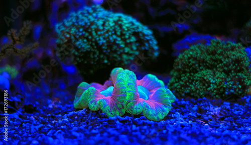 Open brain coral - Trachyphyllia photo