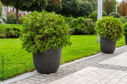 Fototapeta Naklejka Na Ścianę i Meble -  street bush in a flowerpot