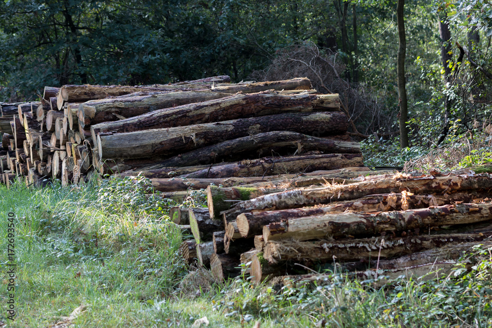 Geschichtetes Holz im Münsterland Geschichtetes Holz im Münsterland