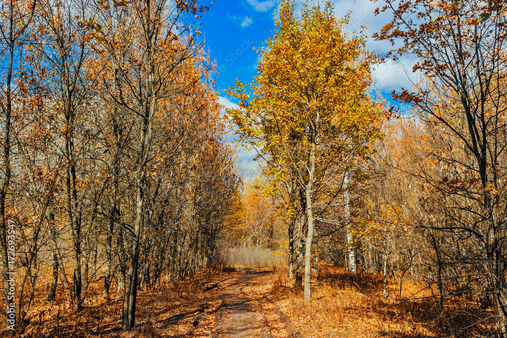 Fototapeta premium road in a autumn forest