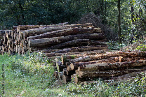 Geschichtetes Holz im Münsterland