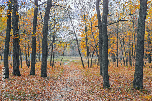 road in a autumn forest