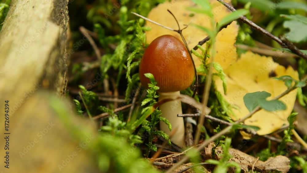 mushroom in autumn forest among moss and trees , close up mushroom in autumn forest among moss and trees , close up
