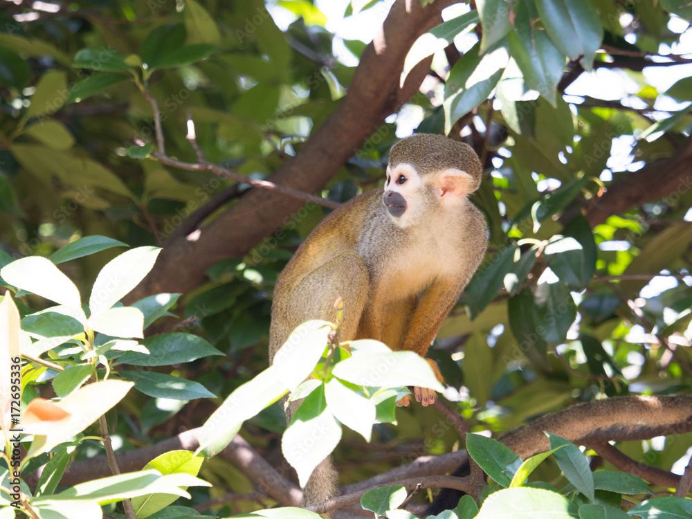 Fototapeta premium コモンリスザル