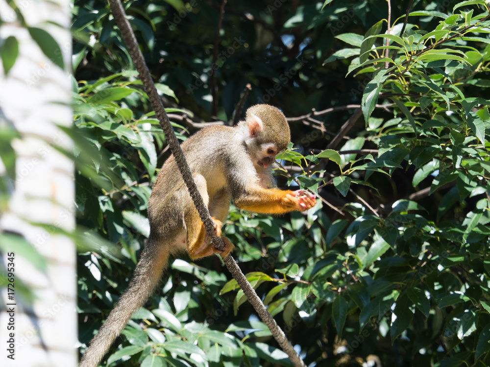Fototapeta premium コモンリスザル