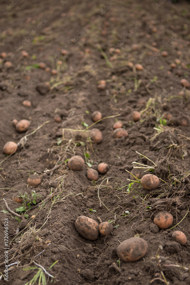 Agricultural field on which potatoes are harvesting. Agricultural field on which potatoes are harvesting.
