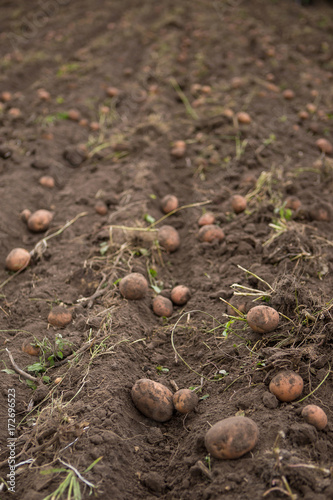 Agricultural field on which potatoes are harvesting.