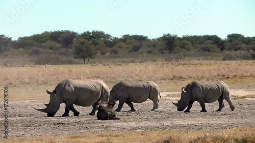 a group of rhinos in the rhino sancturary in botswana