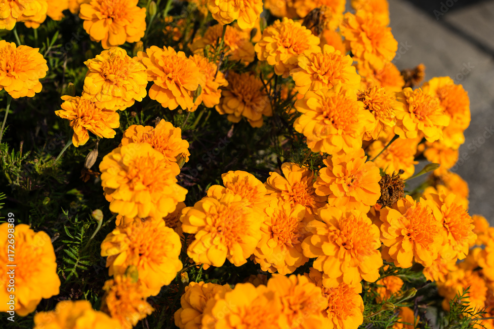 orange flowers blooming in pot next to street