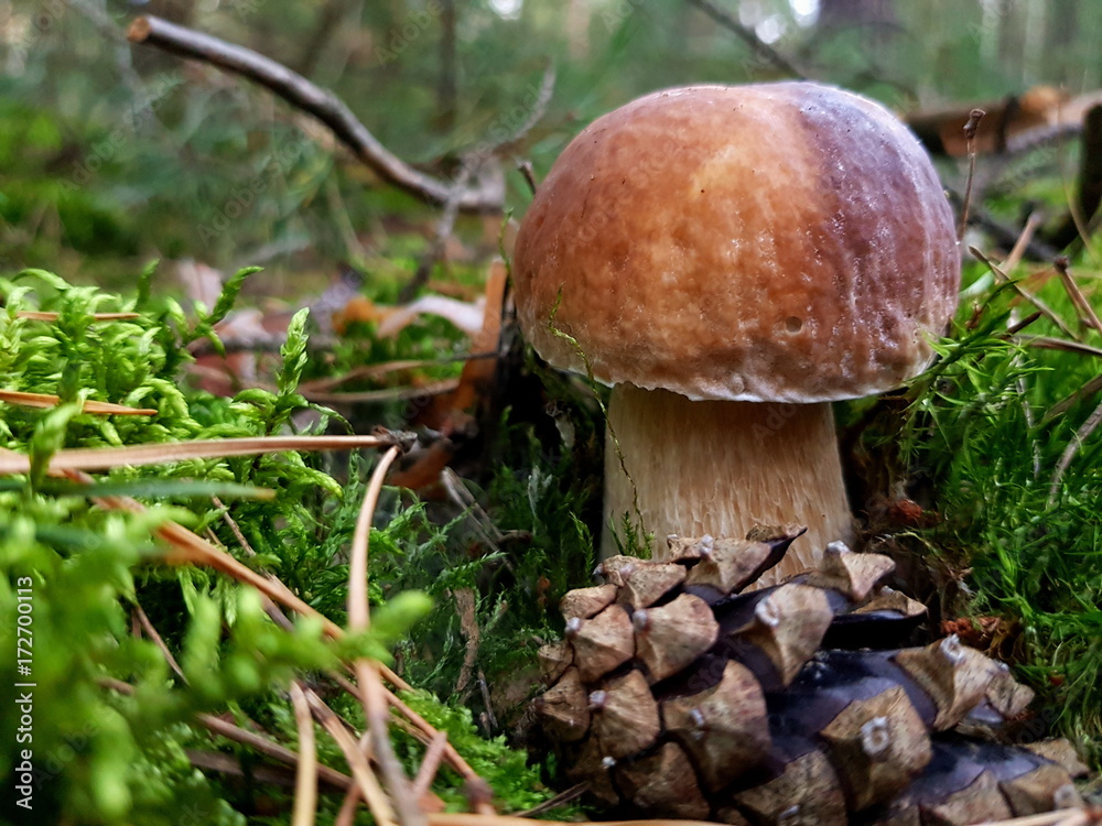 Detail shot of beautiful edible boletus edulis mushroom Detail shot of beautiful edible boletus edulis mushroom