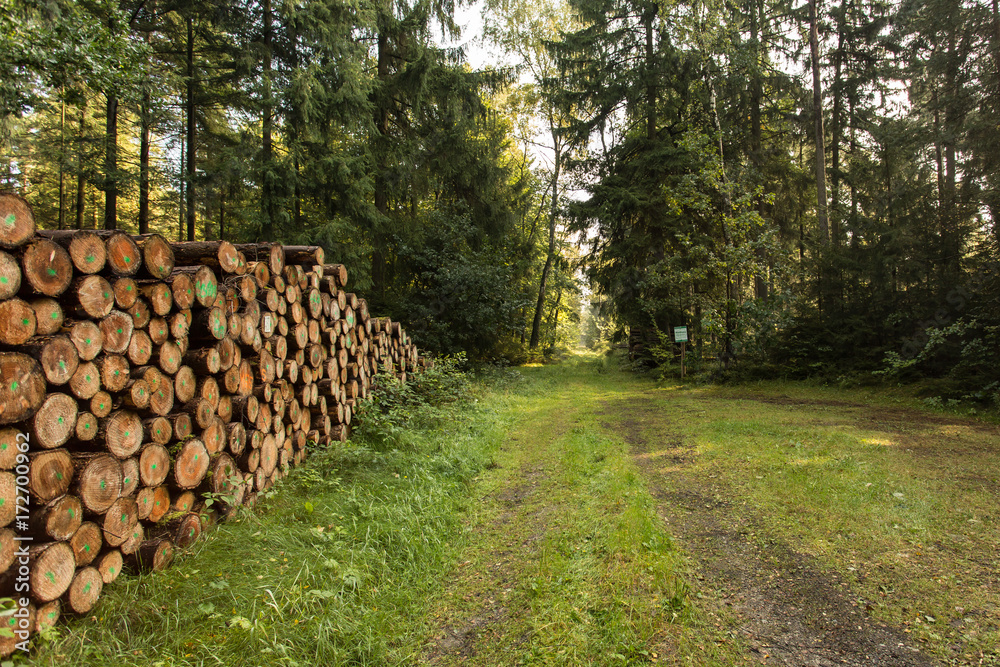 Holzstapel im Herbstwald