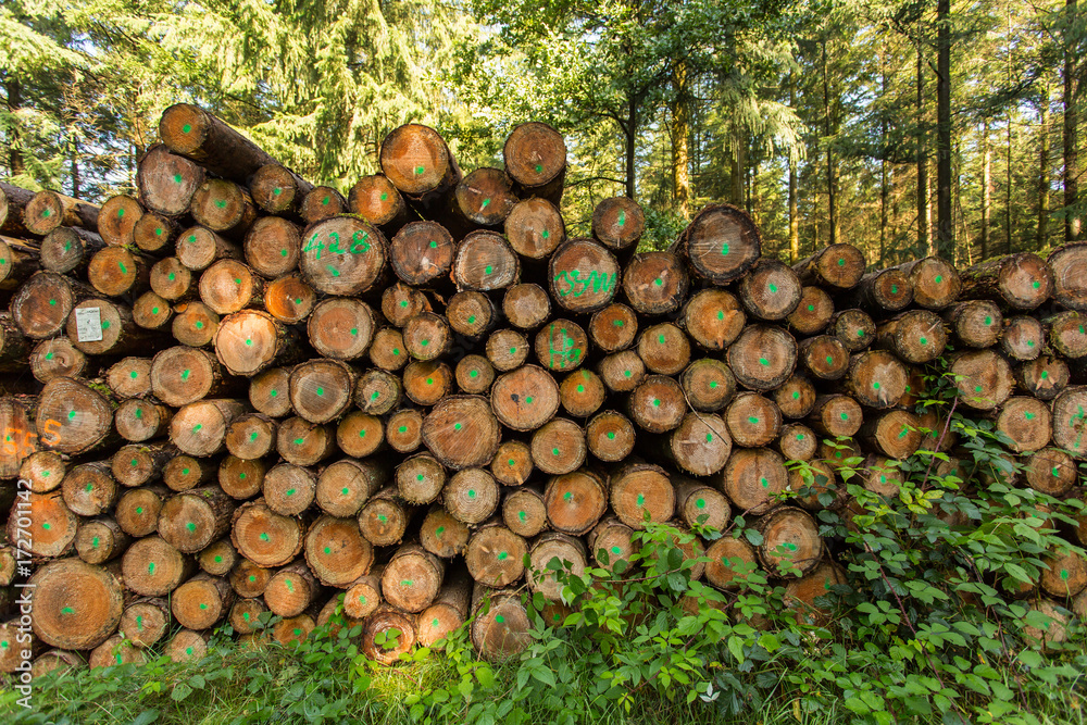 Holzstapel im Herbstwald