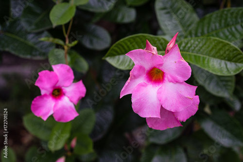pink flower to bud blooming in garden with dark green leaf