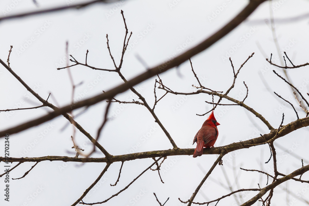 The norther cardinal sitting on the branch of bare tree on the background of cloudy sky The norther cardinal sitting on the branch of bare tree on the background of cloudy sky