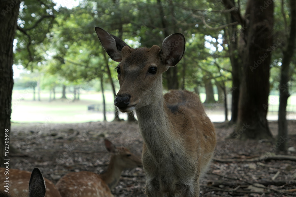 Wild deer in Nara