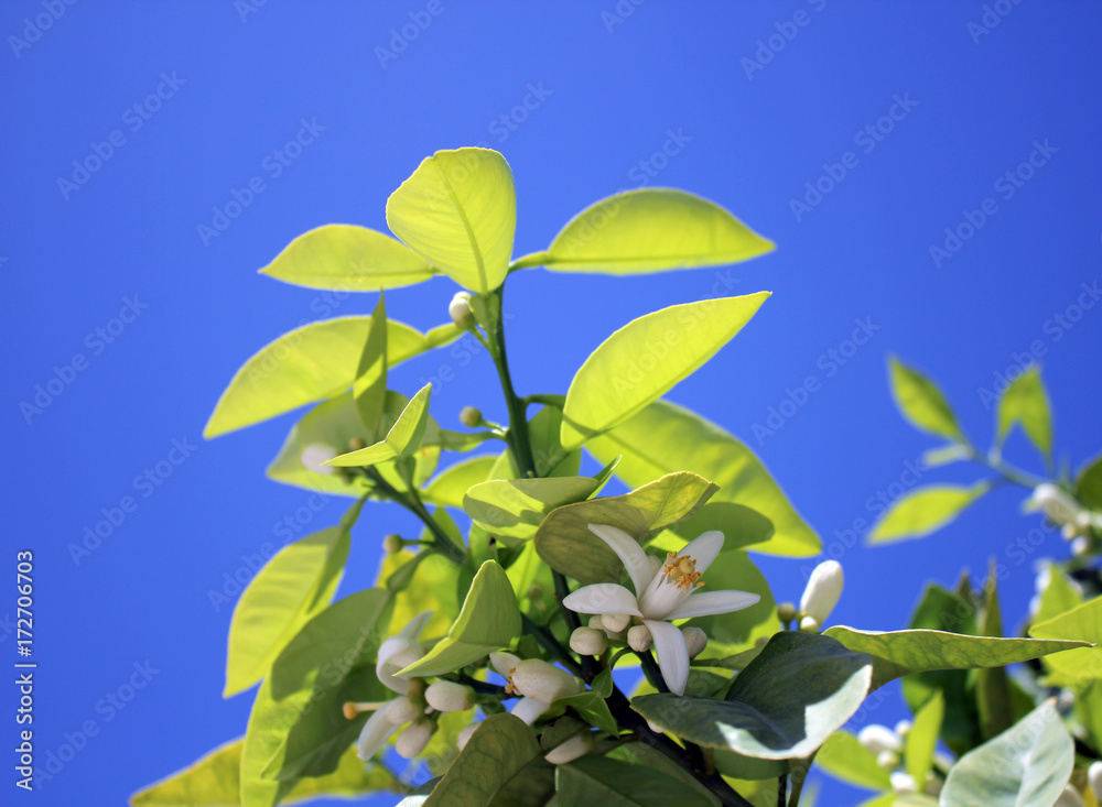 Obraz premium Orange blossom (Citrus sinensis) with leafs against the sky