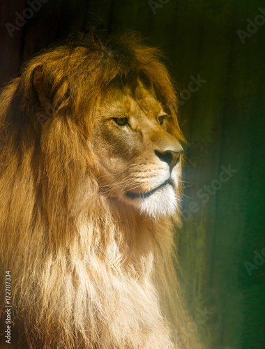 Fototapeta Naklejka Na Ścianę i Meble -  Beautiful Lion resting in the sunshine. Profile portrait.