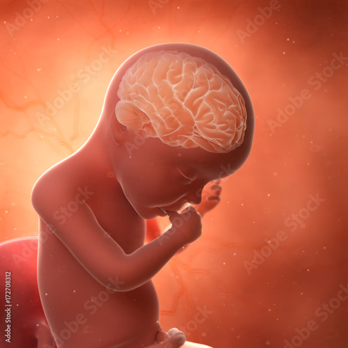medically accurate 3d rendering of a fetus brain