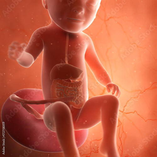 medically accurate 3d rendering of a fetus digestive system photo