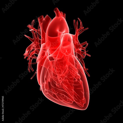medically accurate 3d rendering of the heart