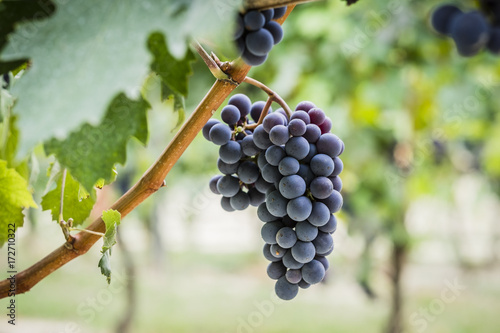 Grappoli di uva nel vigneto durante la vendemmia photo