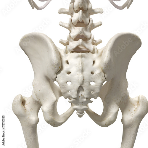 medically accurate 3d rendering of the sacrum