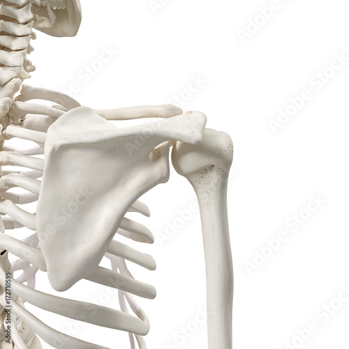 medically accurate 3d rendering of the shoulder bones photo