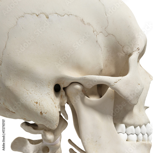 Foto medically accurate 3d rendering of the mandible