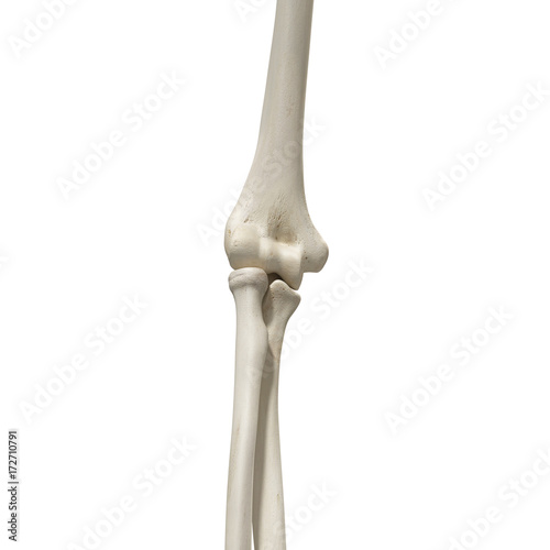 Quadro em tela medically accurate 3d rendering of a the elbow bones