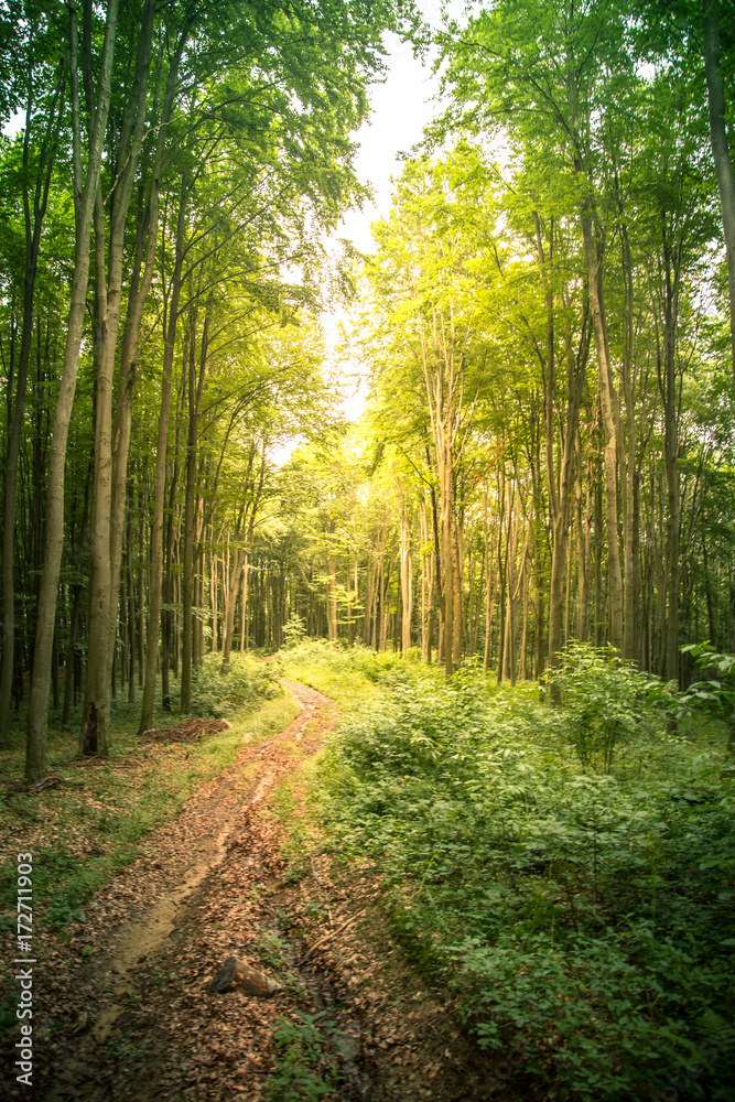 Fototapeta premium A path in summer greenwood.